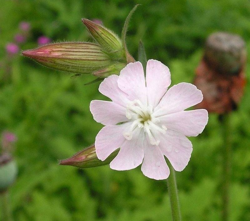 Silene Species, Evening Lychnis, White Campion