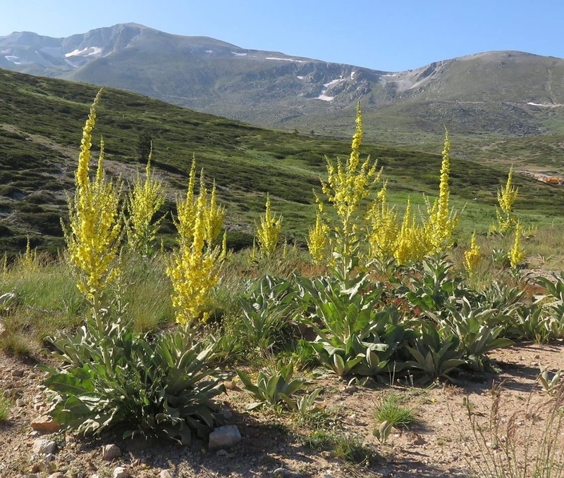 Verbascum Species, Greek Mullein, Olympic Mullein, Wild Verbascum