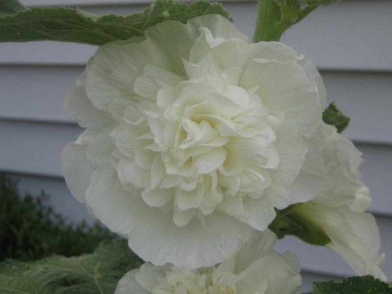 Alcea, Double Hollyhock, Garden Hollyhock Chaters Double White