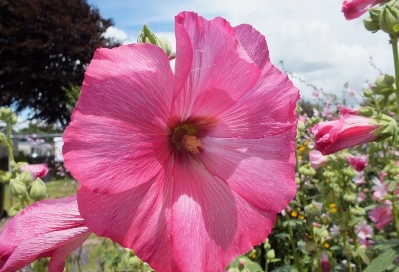 Alcea, Common Hollyhock, Garden Hollyhock Summer Carnival Mix