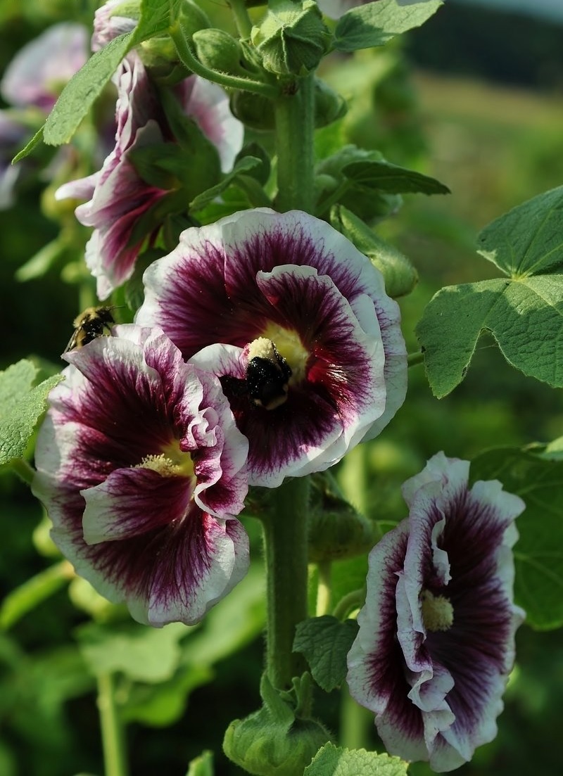 Alcea, Common Hollyhock, Garden Hollyhock Creme De Cassis