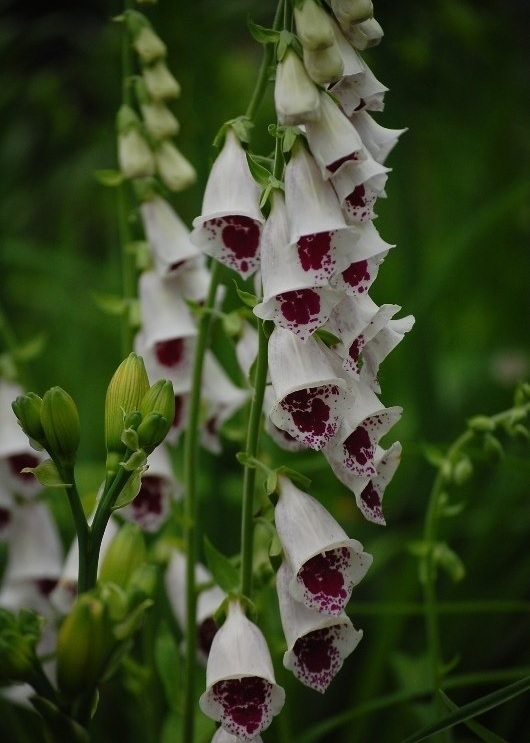 Digitalis, Common Foxglove, Ladys Glove Pams Choice