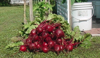 Beet Detroit