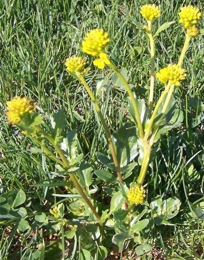 Creasy, Creecy, Creesy, St. Barbaras Herb, Wintercress, Yellow Rocket
