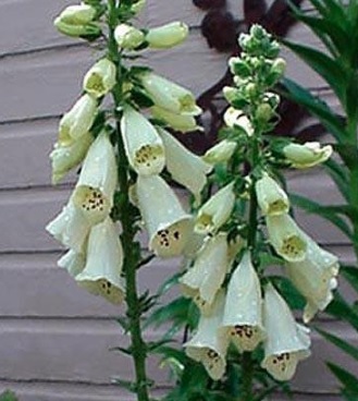 Digitalis, Common Foxglove, Ladys Glove Primrose Carousel