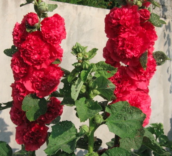 Alcea, Double Hollyhock, Garden Hollyhock Chaters Double Mix