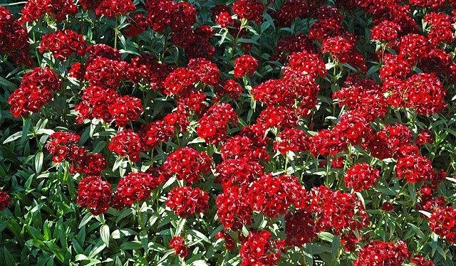 Dianthus, Sweet William Heart Attack