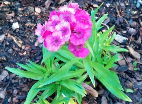 Dianthus, Sweet William Indian Carpet Mix