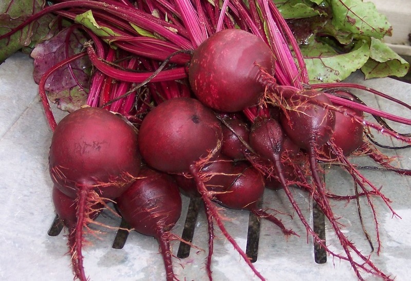 Beta, Beet, Beetroot Detroit Dark Red