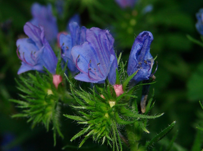 Echium, Vipers Bugloss Blue Bedder