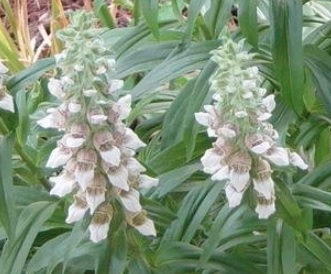 Digitalis Species, Grecian Foxglove, Woolly Foxglove