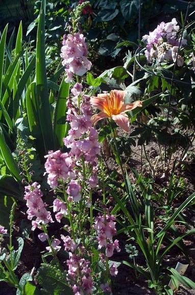 Purple Mullein