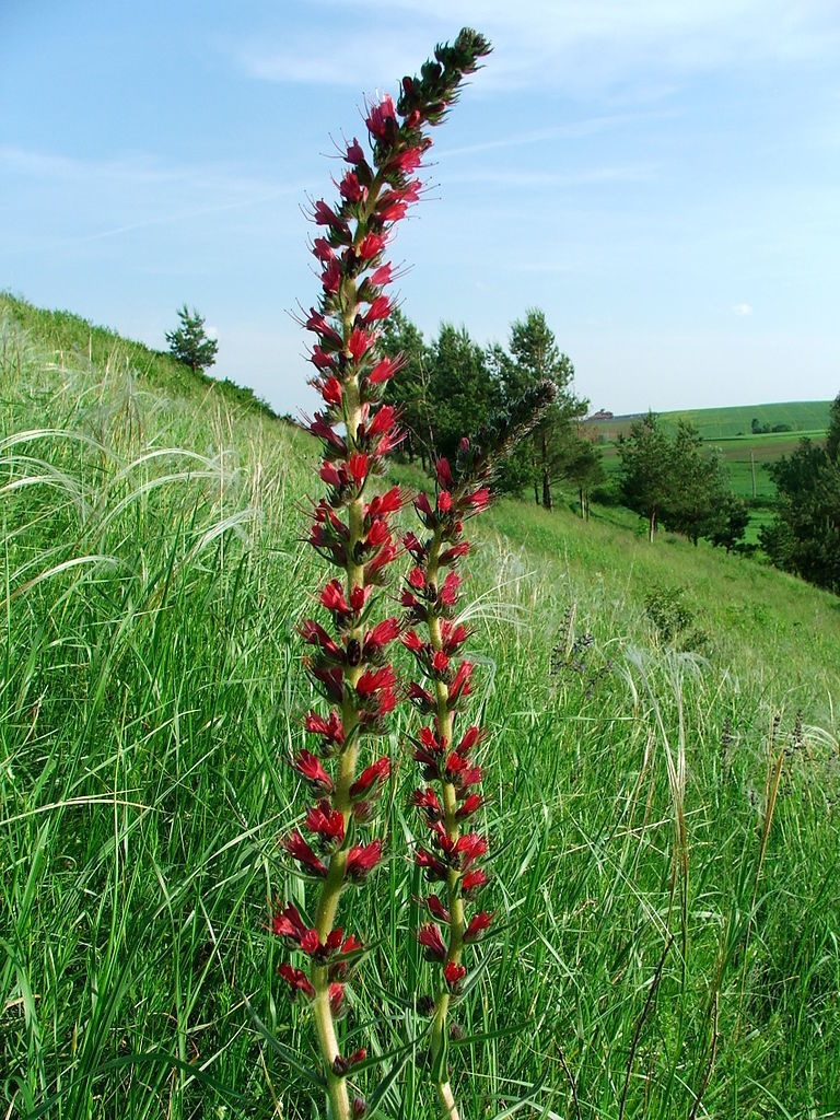Pontechium Species