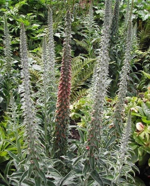 Digitalis Species, Foxglove, Small-Flowered Foxglove