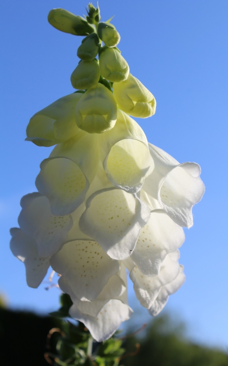 Digitalis, Common Foxglove, Fairys Glove, White Flowered Foxglove Alba