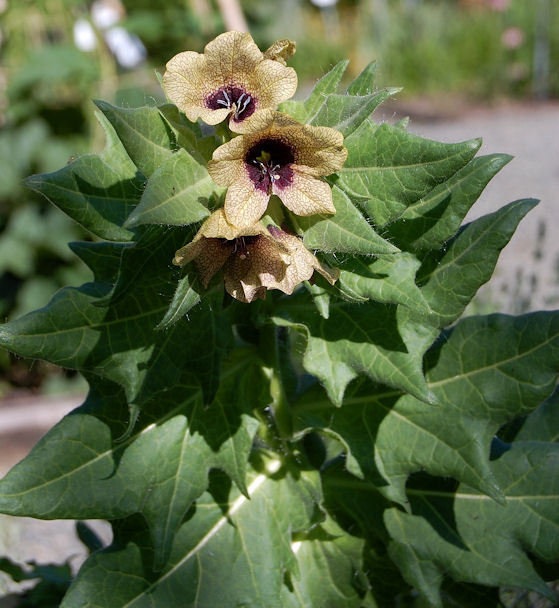 Henbane Species