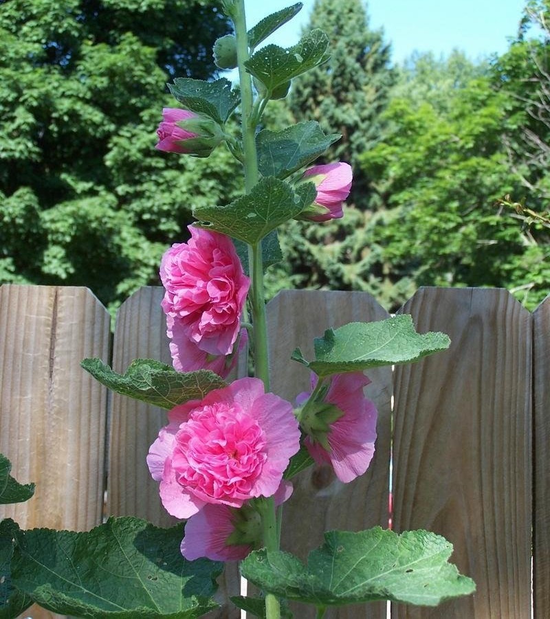 Alcea, Double Hollyhock, Garden Hollyhock Chaters Double Pink