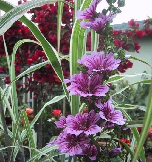 Malva, Mallow, French Hollyhock Brave Heart