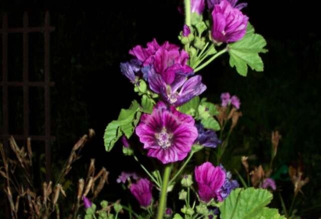 Malva, Mallow, French Hollyhock Bibor Felho