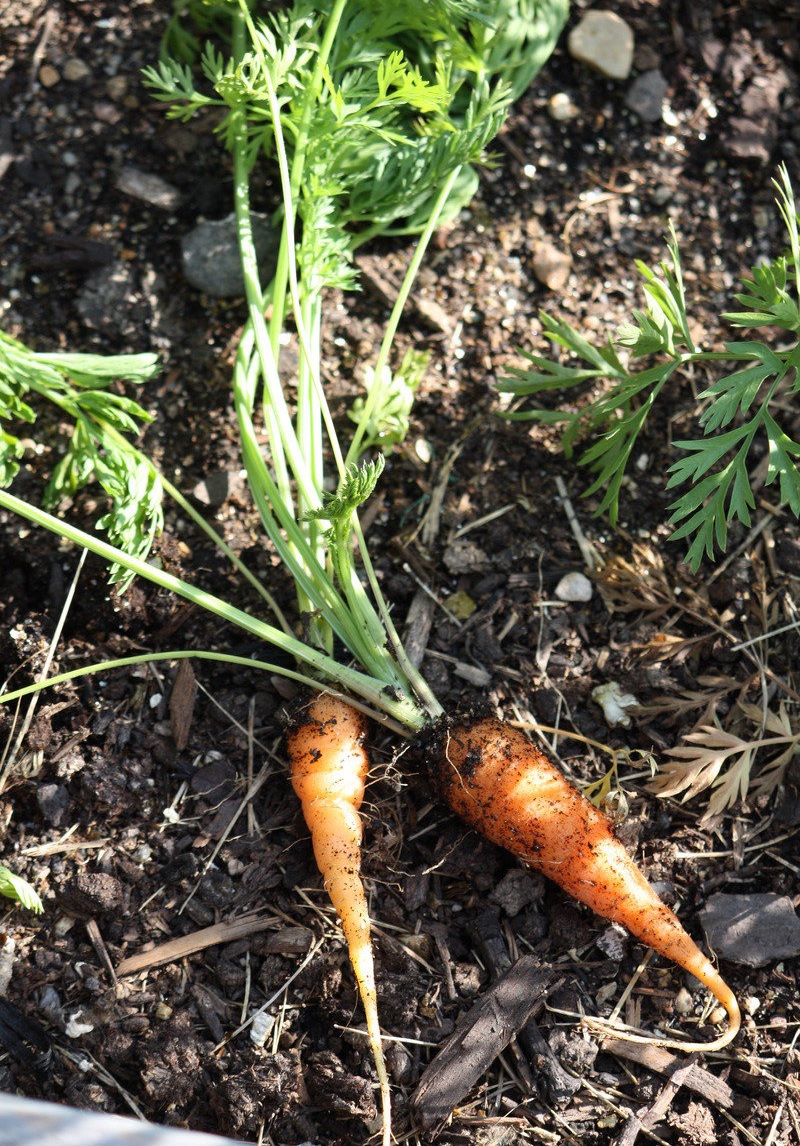 Carrot Red Cored Chantenay