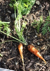 Carrot 'Red Cored Chantenay'