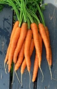 Carrot Danvers Half Long