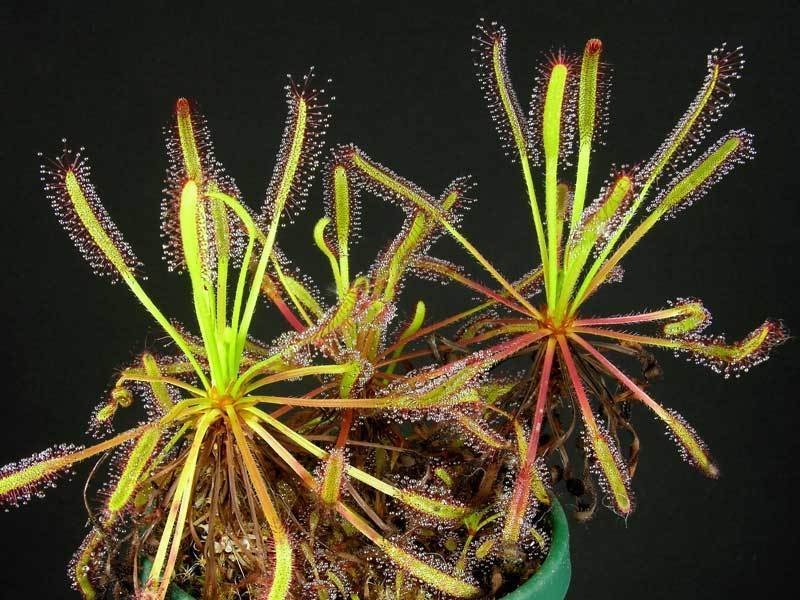 Drosera Species, Sundew