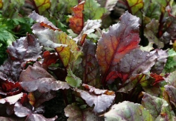 Beta, Giant Ornamental Beet Bulls Blood