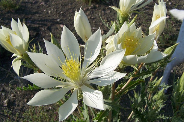 Mentzelia Species, Ten Petal Blazing Star, Evening Star