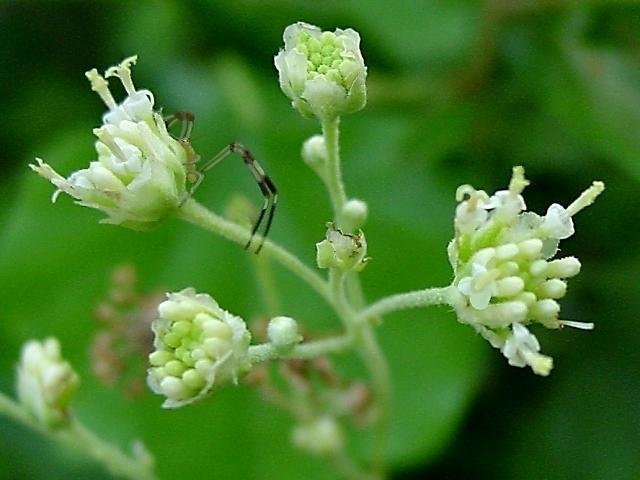 Hymenopappus Species, Carolina Woollywhite, Old Plainsman, Wild Cauliflower