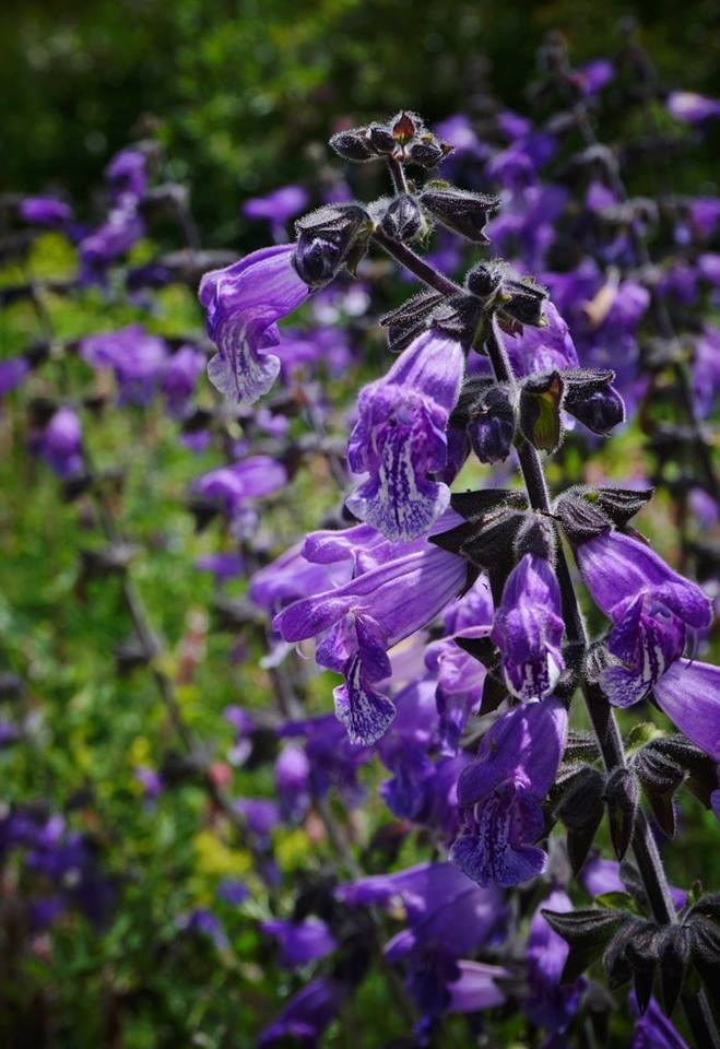 Salvia Species, Himalayan Blue Sage, Wild Sage