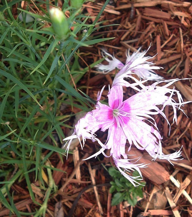 Dianthus Spooky Mix