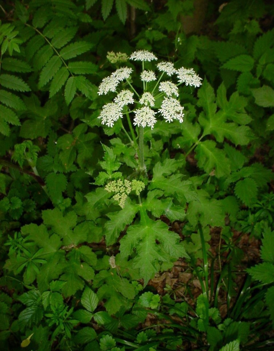 Eltrot, Hogweed