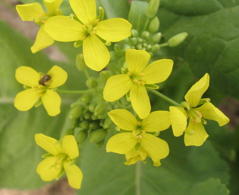 Mustard Spinach, Spinach Mustard