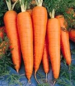 Carrot St Valery