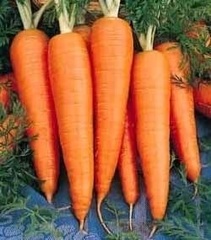 Carrot 'St Valery'