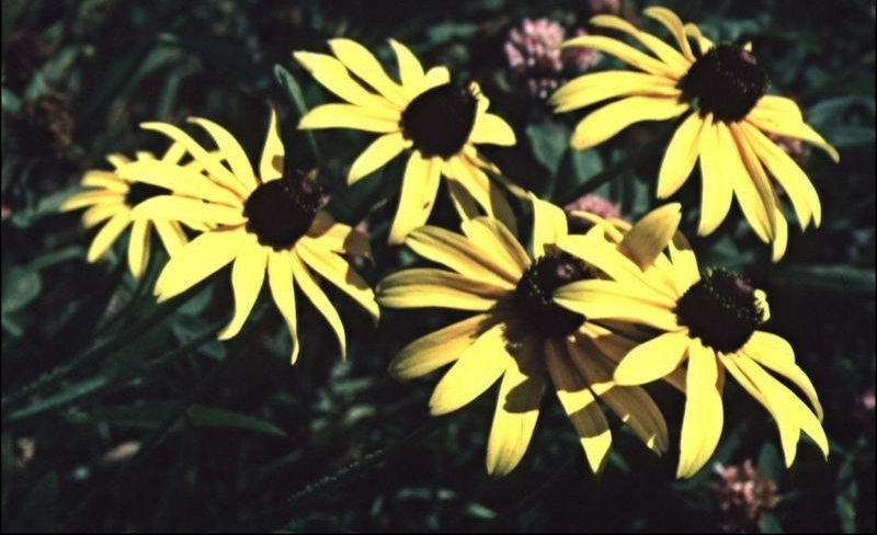 Echinacea Species, Black-eyed Susan, Yellow Coneflower, Yellow Daisy