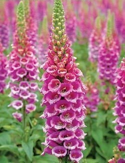 Digitalis, Common Foxglove, Ladys Glove Candy Mountain