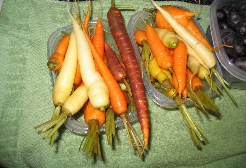 Carrot White Satin