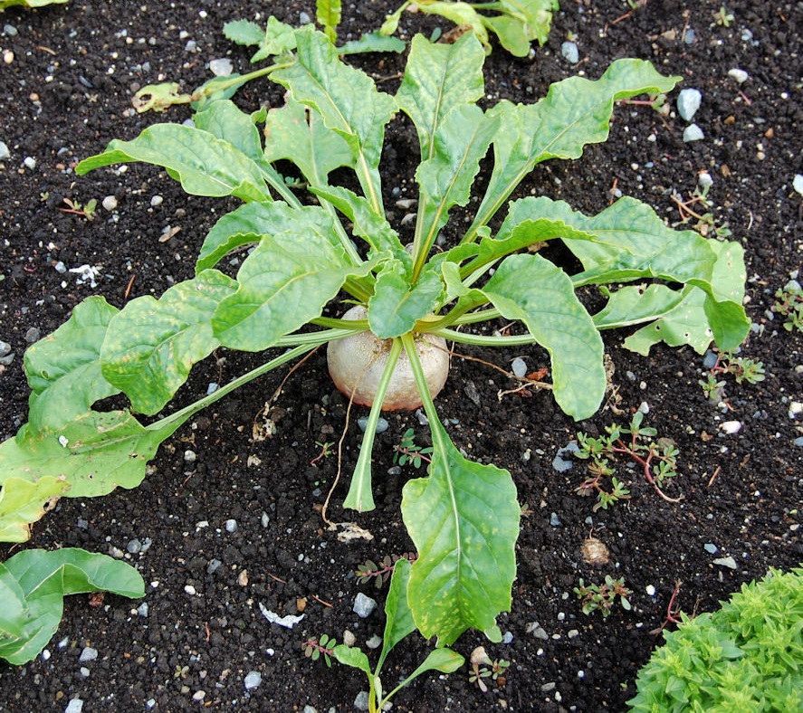 Beta, Yellow Beet Touchstone Gold