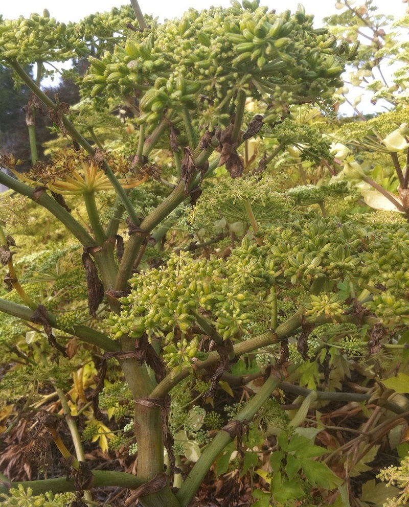 Angelica Species, Ashitiba