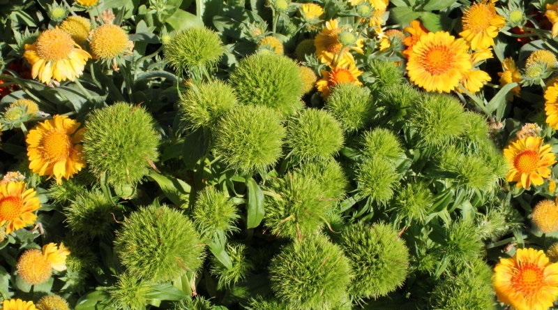Dianthus, Sweet William Green Ball