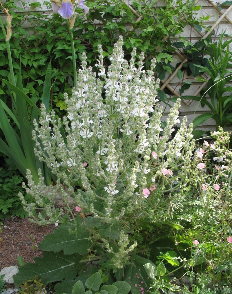 Salvia Species, African Sage, Mediterranean Sage