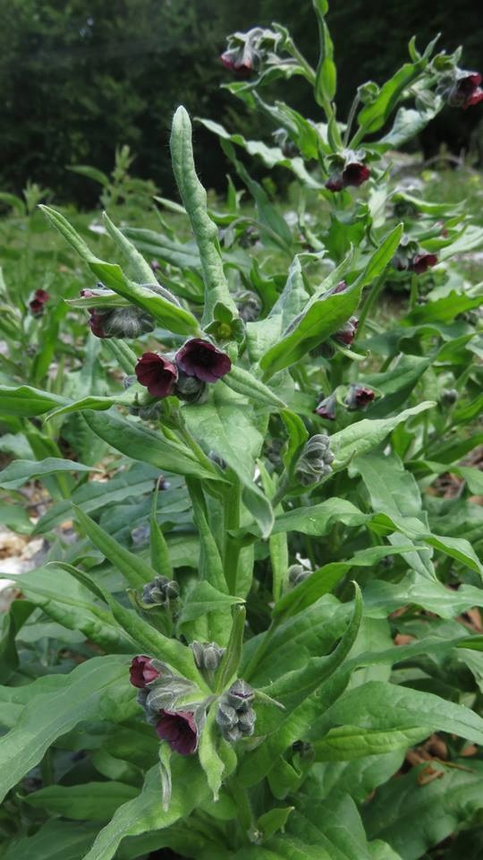 Cynoglossum Species, Gypsyflower, Houndstongue