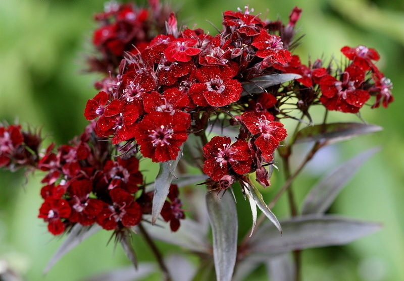 Dianthus, Sweet William Sooty