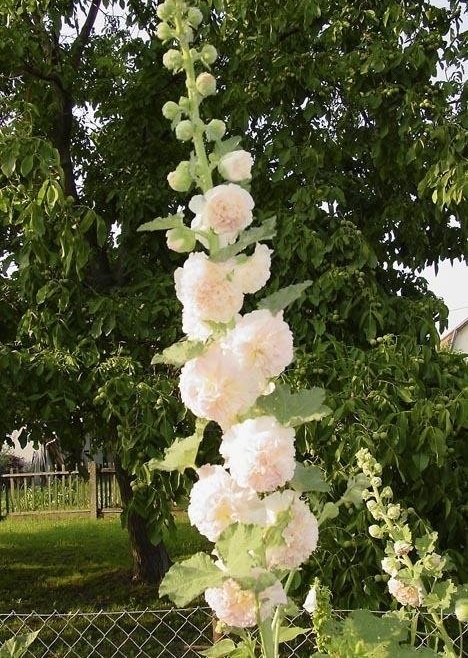 Alcea, Double Hollyhock, Garden Hollyhock Chaters Double Appleblossom Pink