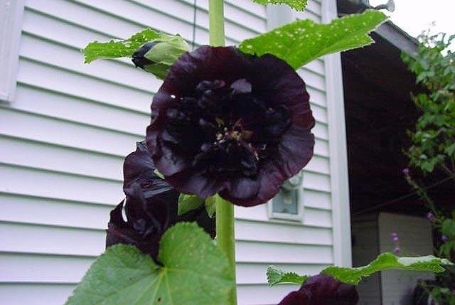 Alcea, Common Hollyhock, Garden Hollyhock Jet Black