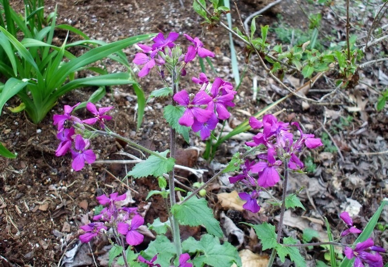 Lunaria, Honesty, Money Plant Variegata