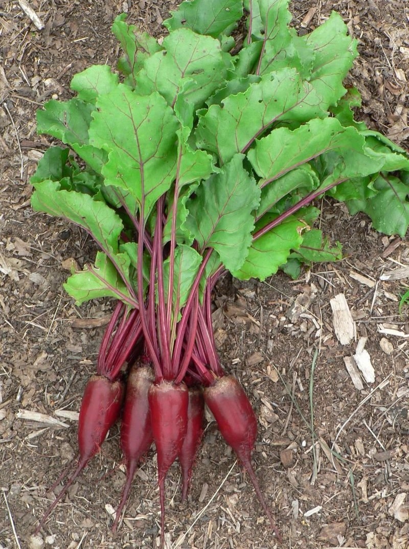 Beta, Beet, Beetroot Cylindra