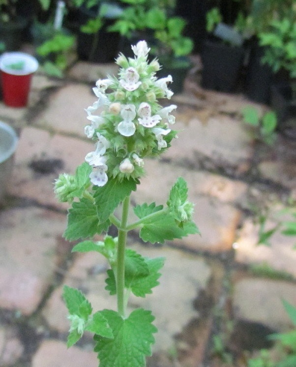 Nepeta, Lemon Catnip Citriodora